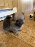 3 Weeks Old Female Pom