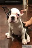 Boston terriers