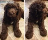 Goldendoodle