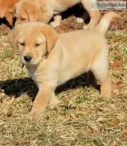 Yellow Labrador Retriever Puppy