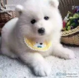 Purebred Top Bloodline Samoyed puppy only one girl