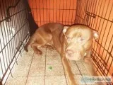 Male pitbull
