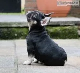 French bulldog for you