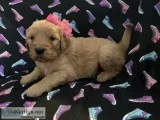 Golden doodle puppies