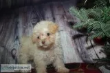 Malti-Poos