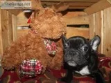 AKC French Bulldogs