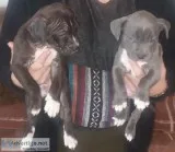 Puppies