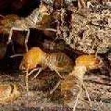 Low-cost termite treatments in Long Island