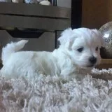 Cute Maltese puppy