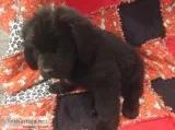 Beautiful akc newfoundland puppies