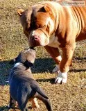 Bully Pups