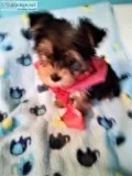 Yorkies