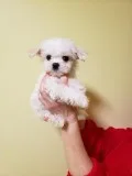 Maltese puppies pure for available