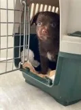 Free   Chihuahua Dachshund mix puppies