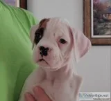 White boxer pups