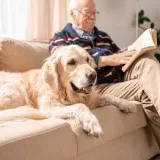 Dog trainer In Liverpool