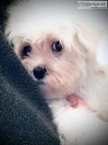maltese AKC puppies