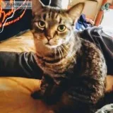 Loving cat