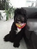 Looking for male standard poodle to breed with sheepadoode