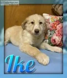 Ike Male AussieDoodle