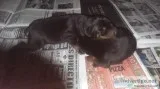 Doberman puppies A.K.C