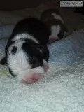 Boston Terriers