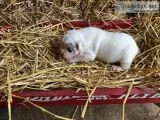 OLDE ENGLISH BULLDOGGE MALE PUPPY - WHITE W MERLE