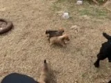 Patterdale Terrior Puppies