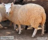 Mini Sheep-different breeds