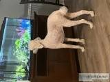 10 month old Female Standard Poodle
