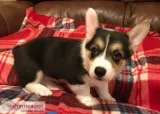 Beautiful female corgi pup