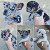 French bulldog puppies
