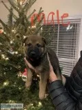 Beautiful Belgian Malinois German Shepard Puppies