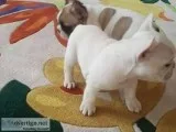French bulldog puppies
