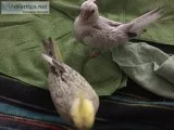 Cockatiel baby&rsquos