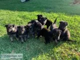 German Shepard puppies for sale