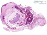 Want the Best Free histology slide services in Delhi NCR India
