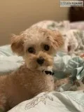 Year old female yorkiepoo