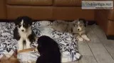 Australian Shepherd puppies