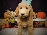 2nd Generation Goldendoodle