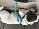 English bull dog 1 y old