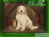 Shadow Male Sheepadoodle