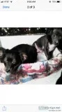 Chiweenie and Pomchie