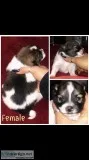 Pomeranian puppies