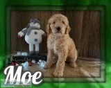 Moe Male Standard Poodle