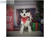 Husky Puppies