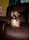 Shih tzu puppy