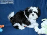 Shih Tzu Boys - Champion Bloodlines