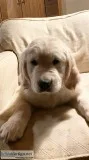 Golden retriever puppies