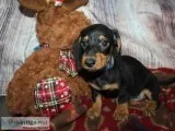 AKC Miniature Dachshunds